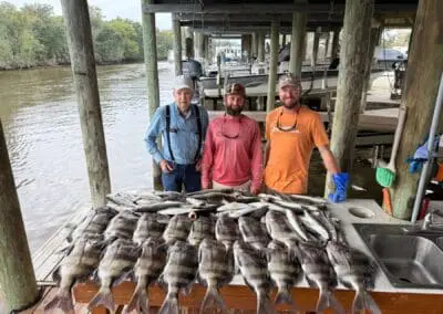 Sheepshead caught out of hopedale louisiana