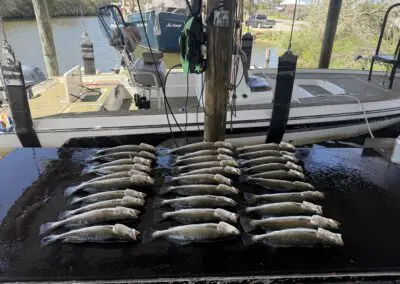Speckled Trout limits from hopedale charter
